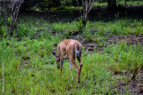 Rear view of a grazing deer