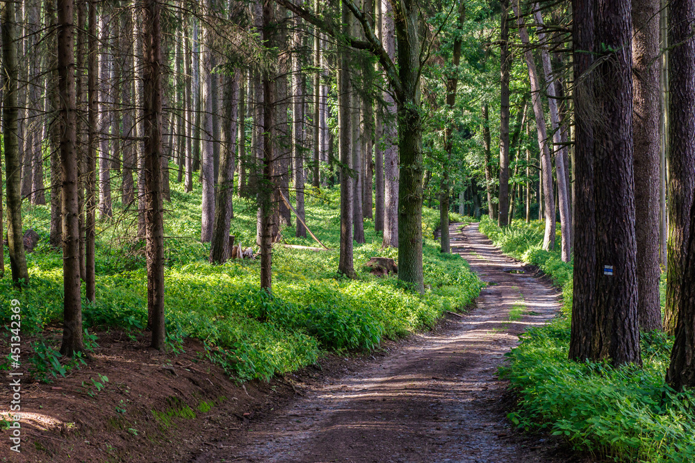 Walking path in forest. Forest road. Walking path in forest. Forest road.