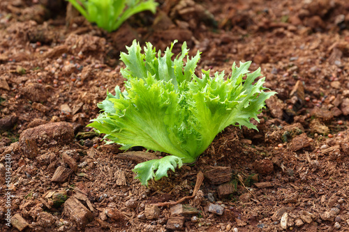 Bilde på lerret Frillice iceberg lettuce growing on mixed support bed (coconut coir and soil) in