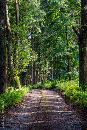 Walking path in forest. Forest road.