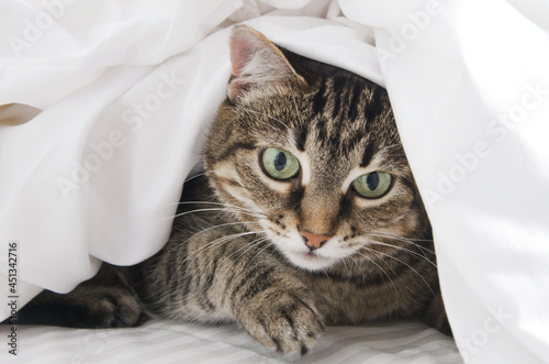 Charming striped cat peeks out from under a white blanket © Aleksandra
