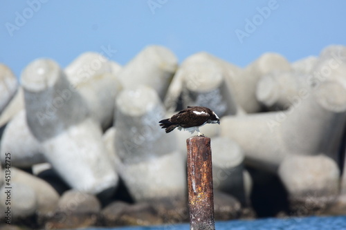 海辺の一羽のミサゴ