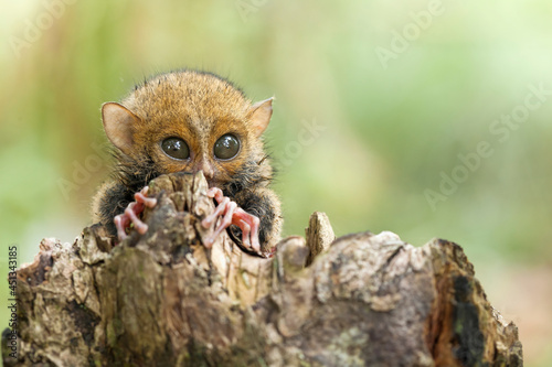 "Tarsius Bancanus Borneoanus" Smaller primates on the world
