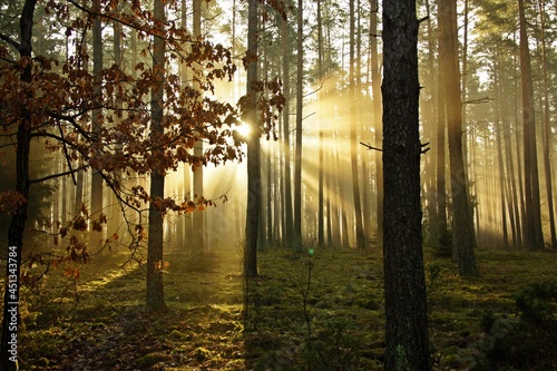 Fototapeta Naklejka Na Ścianę i Meble -  Las