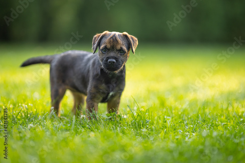 Fototapeta Naklejka Na Ścianę i Meble -  Cute little Border terrier puppy. The little dog is playing in the garden. 