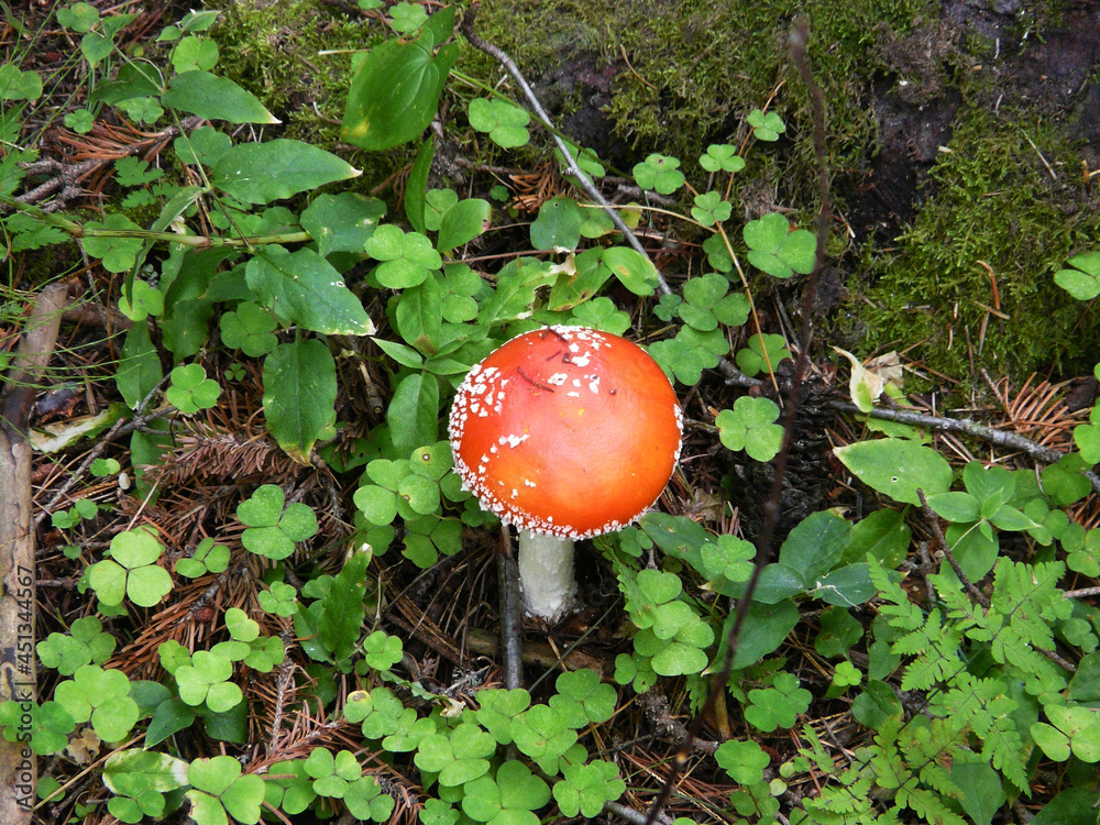 Mushroom in the grass in August. A mushroom with a red hat is hiding in the forest Mushroom in the grass in August. A mushroom with a red hat is hiding in the forest