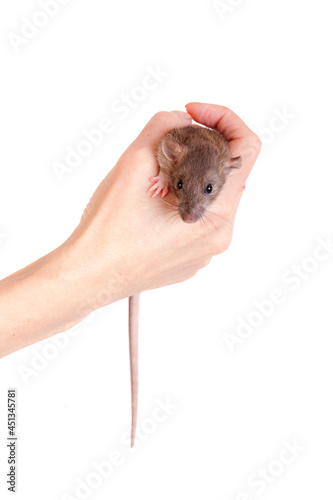domestic rat in hand