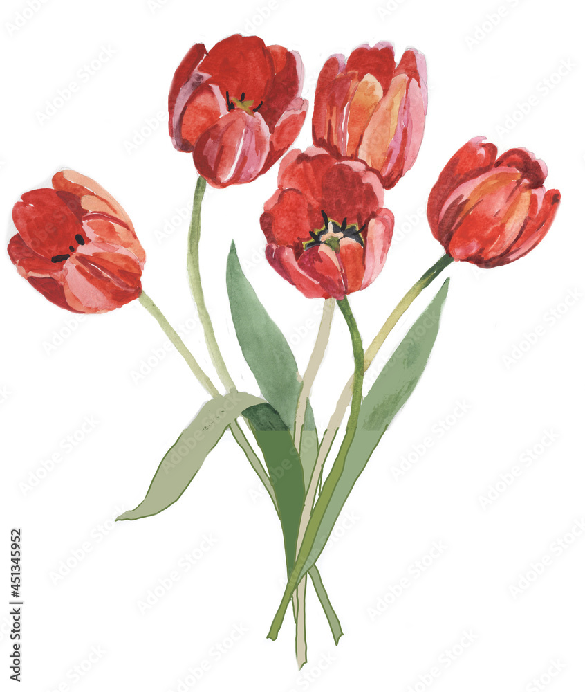 5 red tulips watercolor isolated on white background botanical illustration for all prints.
