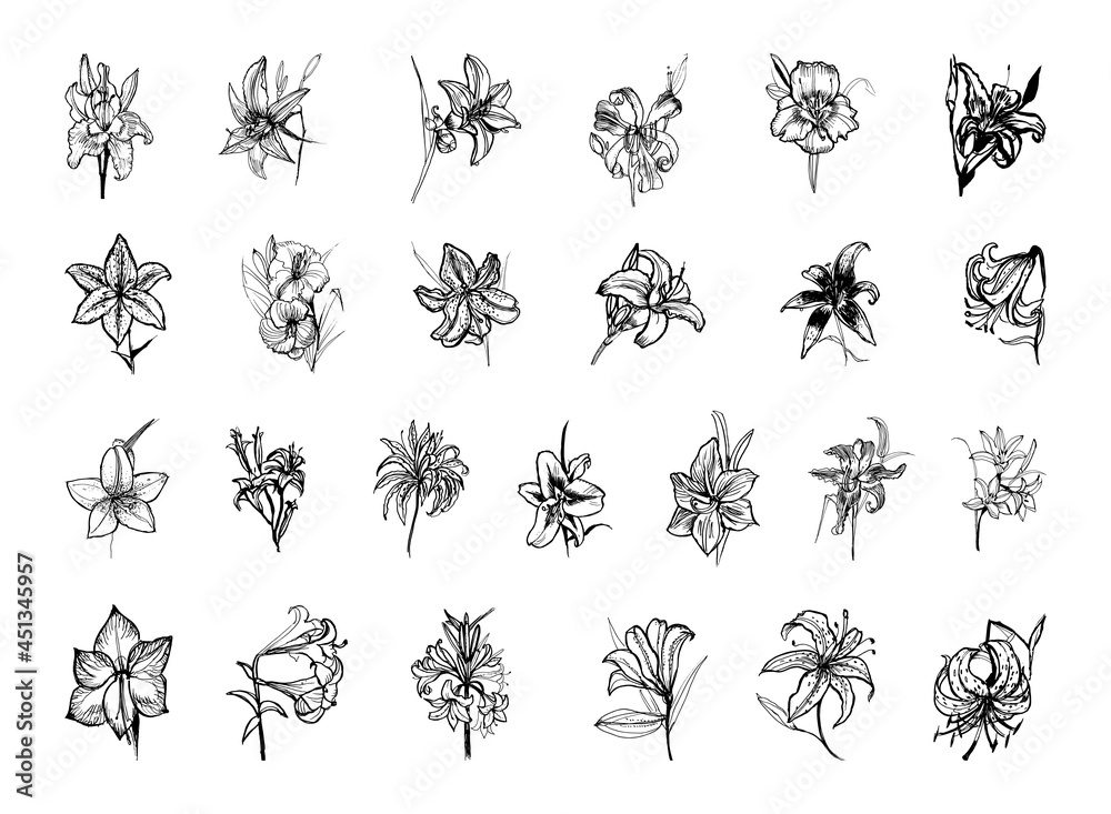 Collection of monochrome illustrations of lily in sketch style. Hand drawings in art ink style. Black and white graphics.