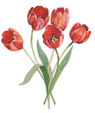 5 red tulips watercolor isolated on white background botanical illustration for all prints.