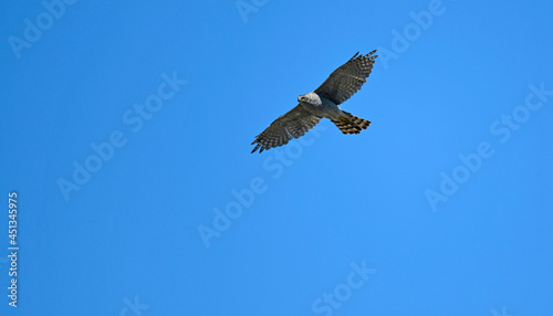 Eurasian Sparrowhawk - female    Sperber-Weibchen  Accipiter nisus 