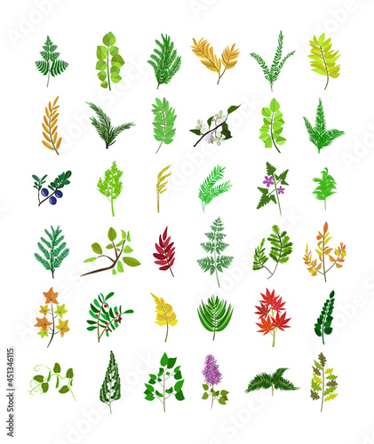 Set of twigs with flowers, leaves, berries. Sprigs of various trees and shrubs.