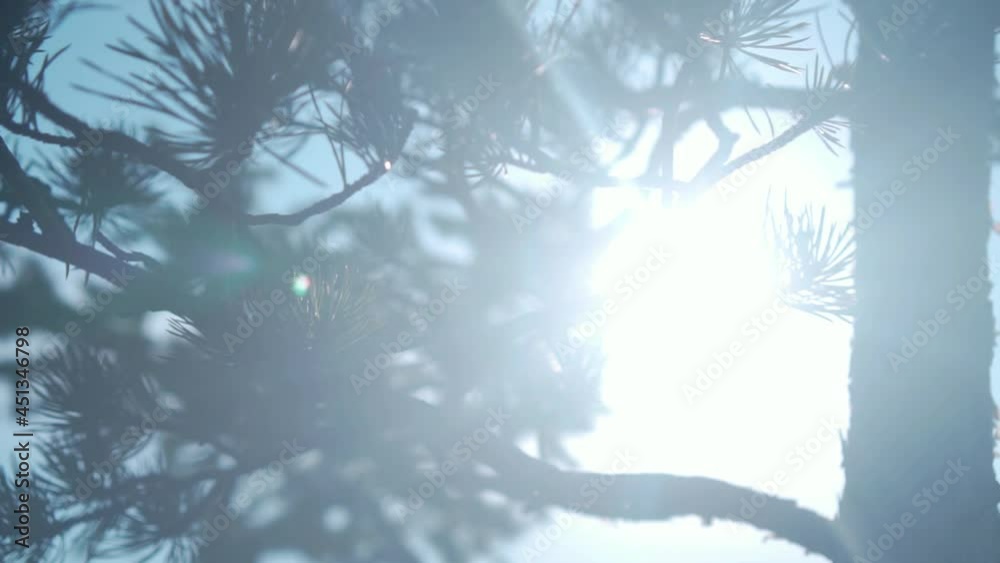 Branch ate with young needles. Evergreen tree, forest. Spruce needles, coniferous branch, close-up.