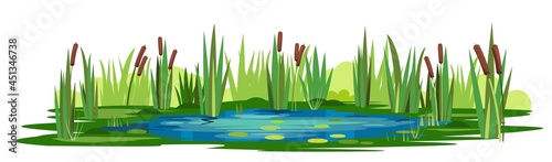 Swamp landscape with reed and cattail. Isolated element. Horizontally composition. Overgrown pond shore. Illustration vector photo