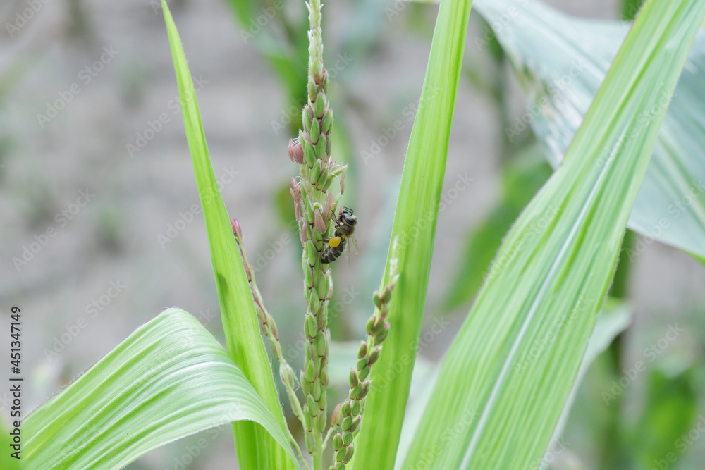 Honey bee collecting pollen from corn plants. Honey bee collecting pollen from corn plants.