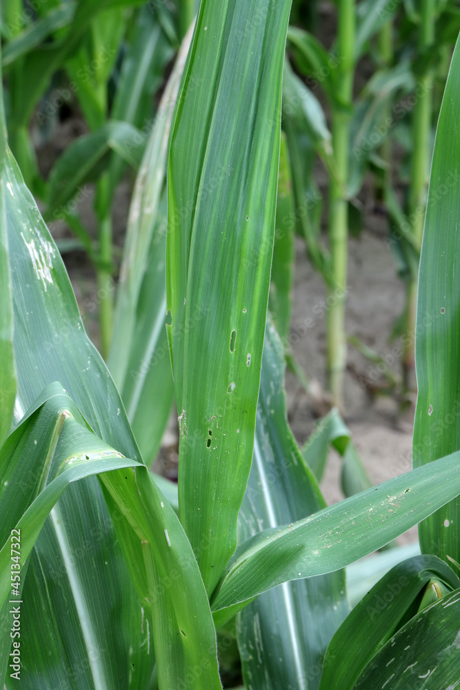 Obraz premium Maize damaged by caterpillar of The European corn borer or borer or high-flyer (Ostrinia nubilalis). It is a moth of the family Crambidae. It is a one of most important pest of maize crops.