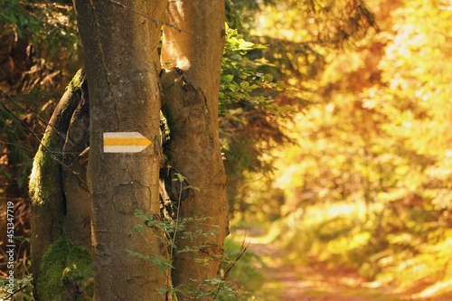 Hiking trail sign, yellow arrow on the tree trunk in the autumnal forest. Sunshine, happy trail.