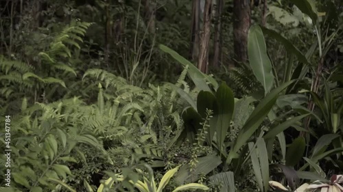 landscape of trees in the forest