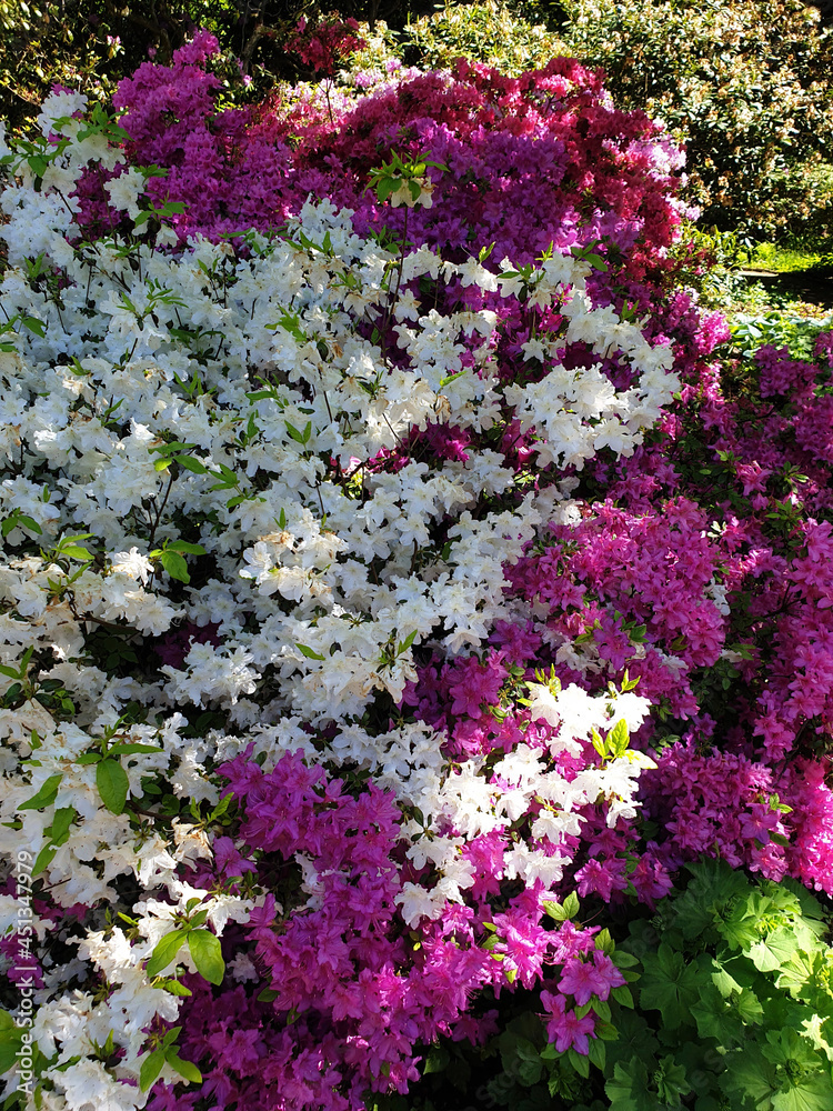 Obraz premium Rododendri in fiore