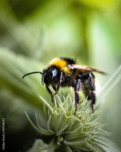 a bumblebee on a green flower