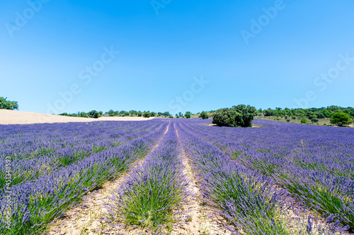 Spain  Escamilla  lavender field in the morning