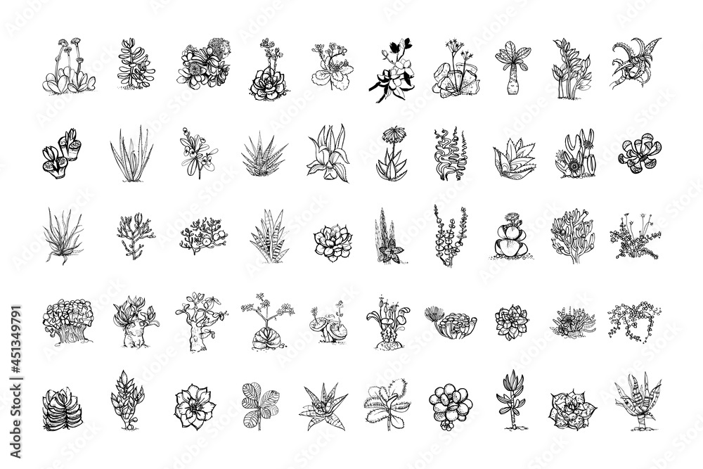 Fototapeta premium Collection of monochrome illustrations of succulents in sketch style. Hand drawings in art ink style. Black and white graphics.