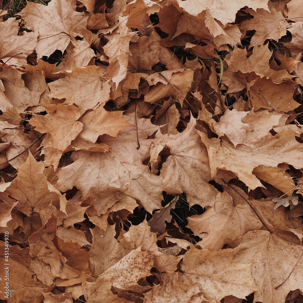 Neutral autumn fall maple leaves background. Seasonal outdoor autumn fall leaves texture Neutral autumn fall maple leaves background. Seasonal outdoor autumn fall leaves texture