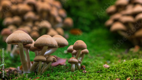 mushrooms in the forest