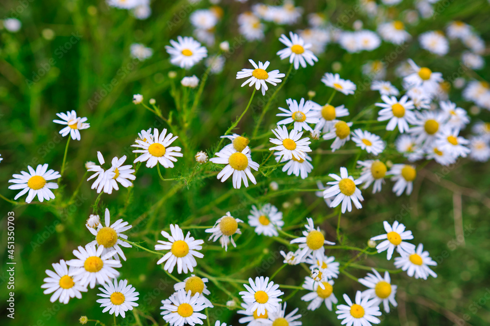 chamomile flowers meadow in springtime chamomile flowers meadow in springtime