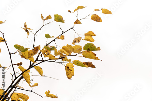 Colourful gold yellow autumn fall leaves on tree branches. Outdoor autumn fall leaves background