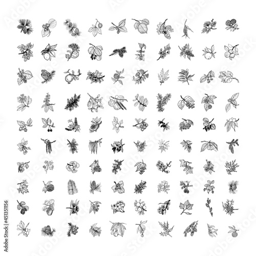 Collection of monochrome illustrations with twigs in sketch style. Hand drawings in art ink style. Black and white graphics. © Malika