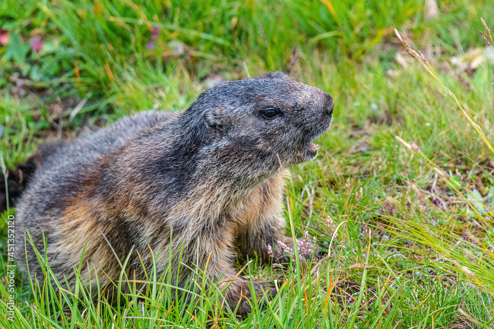 Alpine marmot in Hohe tauern National Park late summer Alpine marmot in Hohe tauern National Park late summer