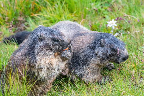 Alpine marmot in Hohe tauern National Park late summer