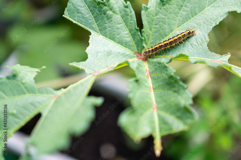 Fototapeta premium オクラの葉っぱと毛虫。植物の害虫被害。食害