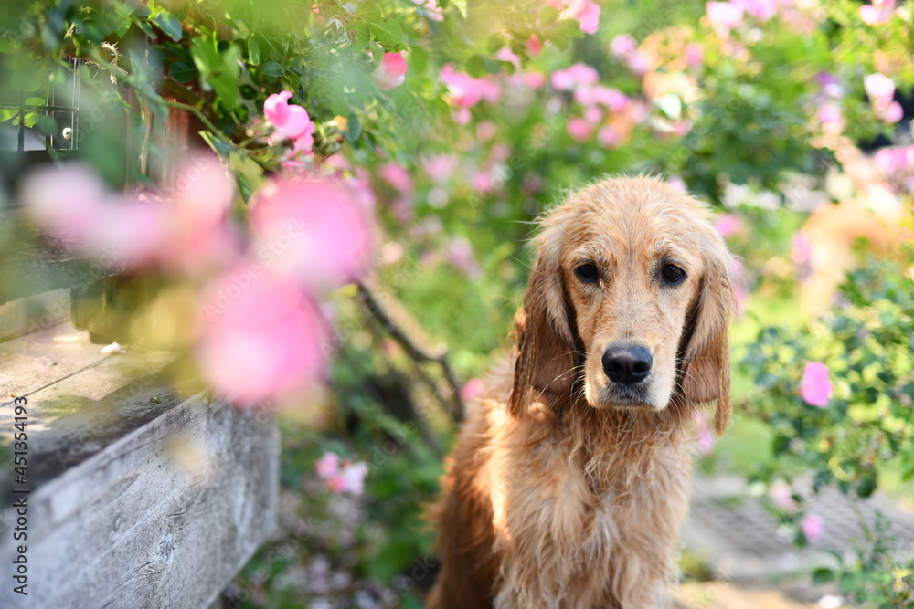 Obraz premium ミニバラと犬