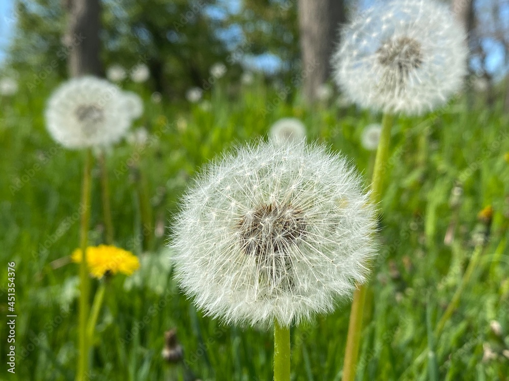 Obraz premium Dandelion fluff