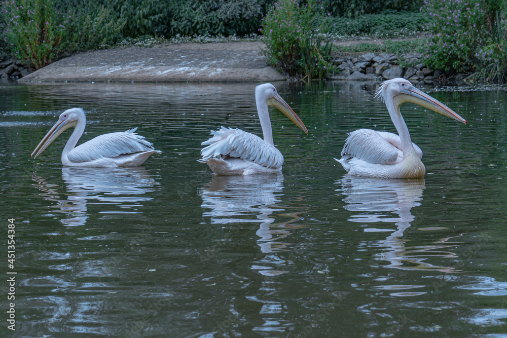 Group of Pelicans in the Water Group of Pelicans in the Water