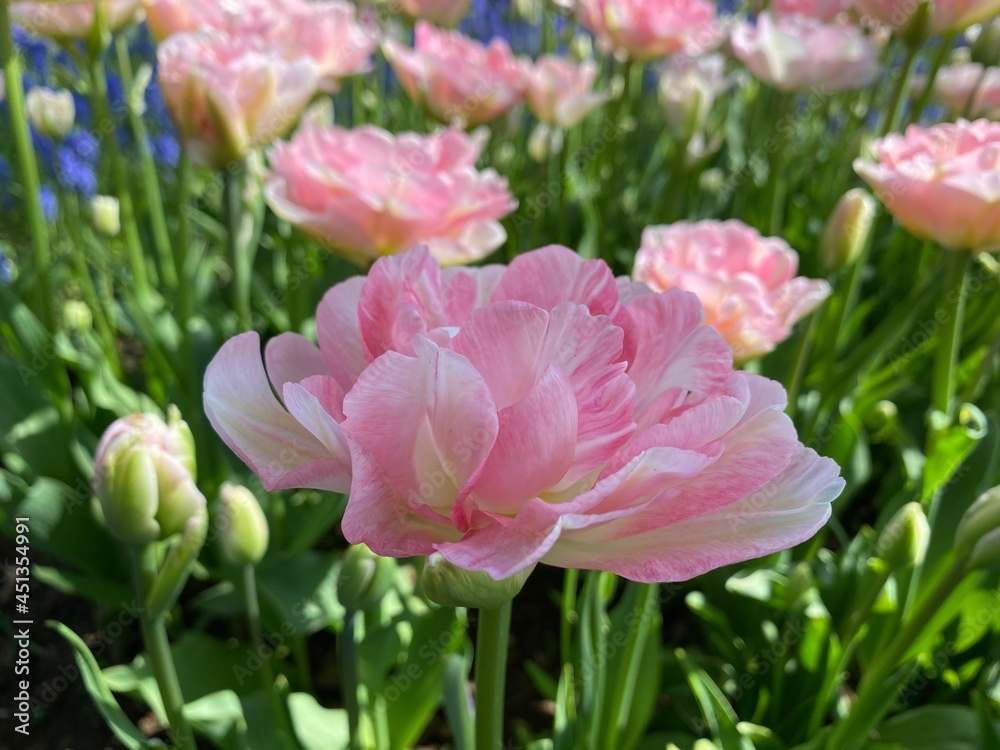 pink tulips in the garden