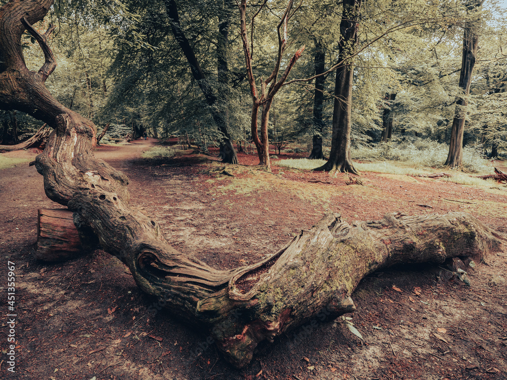 Mystical forest pathways and moss covered trees. The magical forest path ways and moss covered trees conjures a mystical dream like image of nature.