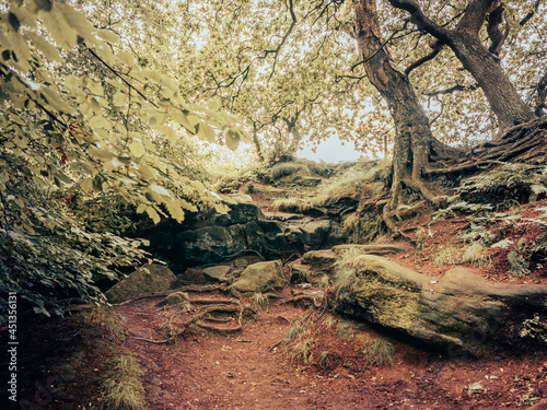 Mystical forest pathways and moss covered trees. The magical forest path ways and moss covered trees conjures a mystical dream like image of nature.