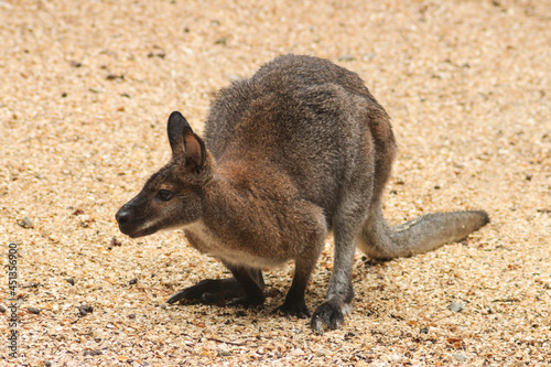 Kangaroo