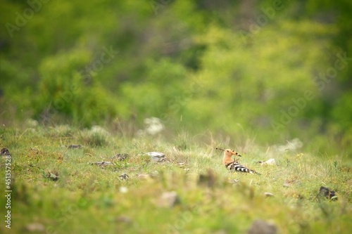 Eurasian hoopoe (Upupa epops) looking for insect in large herbivores dungs. Miniature of Eurasian hoopoe on the pastures ground with insect in its beak with beautiful natural green background. © Zuzana