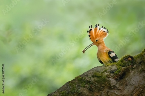 Eurasian hoopoe perching on apple tree branch with insect in its beak waiting to feed youngs in the nest with smooth green background. Eurasian hoopoe with lifted crest  and beetle in its beak. © Zuzana