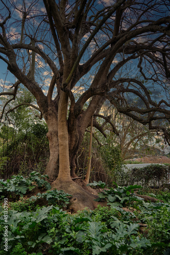 The tree has a peculiar shape, it reminds me of an elephant's leg. Heaven is an addition.