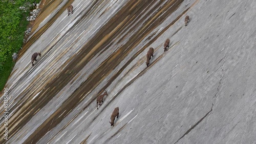Alpine ibexes climb the steep walls of the Barbellino dam to lick the saltpetre, an efflorescence that forms on concrete buildings. Orobie alps. Italian alps. Wonders of nature photo