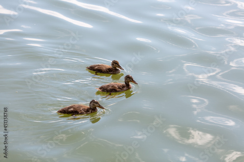 three ducklings swim side by side in the river