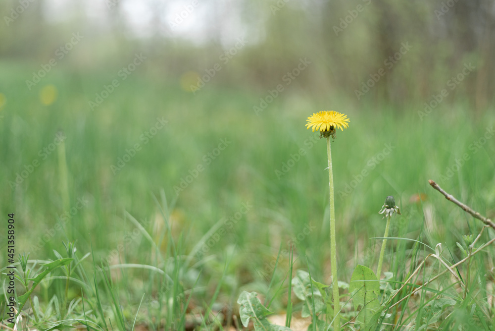 Single yellow dandelion grows on a green grass background. Single yellow dandelion grows on a green grass background.