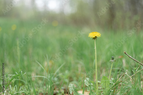 Single yellow dandelion grows on a green grass background.
