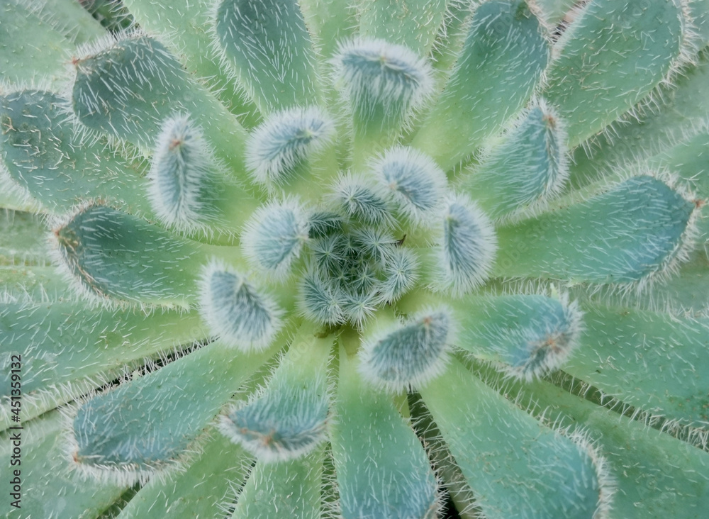 Full frame top view of hairy pale green aeonium succulent
