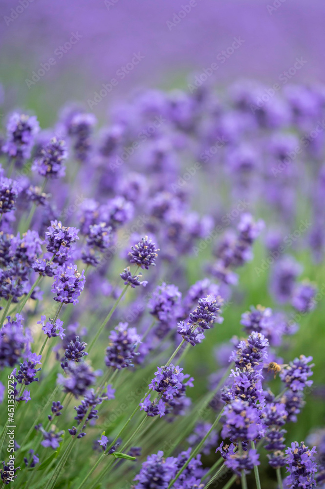 Obraz premium ラベンダー畑
